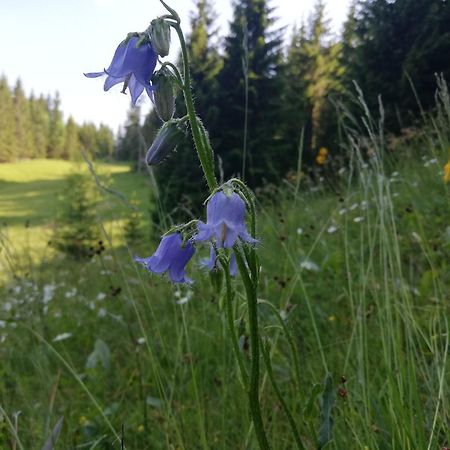 Soba Pri Bregarju Leilighet Bohinj Eksteriør bilde